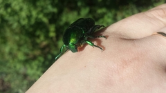 Protaetia speciosissima