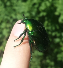 Protaetia speciosissima
