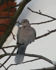 Streptopelia decaocto