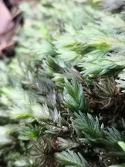 Fissidens asplenioides