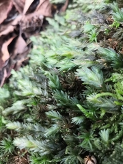 Fissidens asplenioides