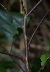 Sloanea langii