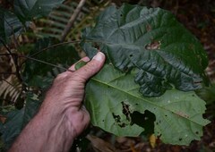 Sloanea langii