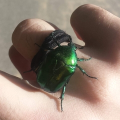 Protaetia speciosissima