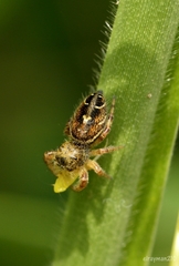 Phidippus cruentus