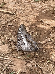 Charaxes achaemenes