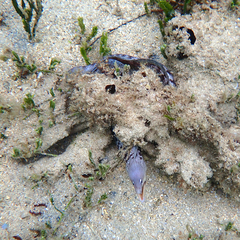 Gymnothorax nubilus