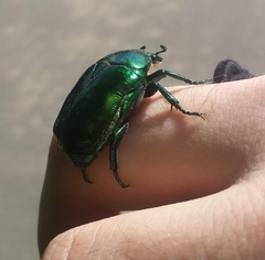 Protaetia speciosissima