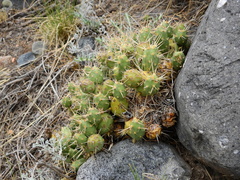 Maihueniopsis ovata