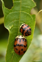Ogdoecosta fasciata