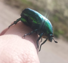Protaetia speciosissima