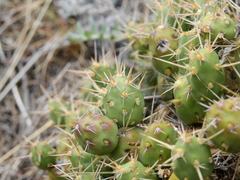 Maihueniopsis ovata