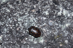Pachycoris klugii