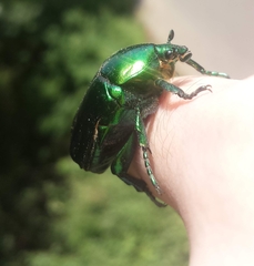 Protaetia speciosissima