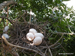 Streptopelia decaocto