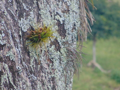 Tillandsia tenuifolia