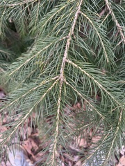 Picea smithiana