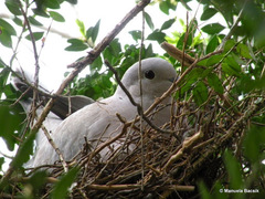 Streptopelia decaocto