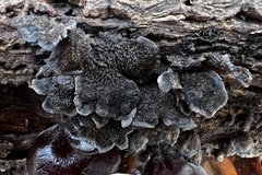 Resupinatus trichotis