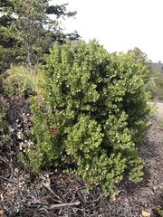 Arctostaphylos sensitiva