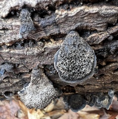 Resupinatus trichotis