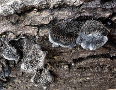 Resupinatus trichotis