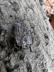 Resupinatus trichotis