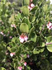Arctostaphylos sensitiva