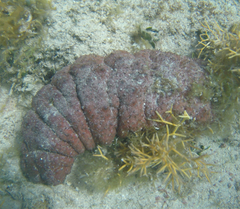 Holothuria mexicana