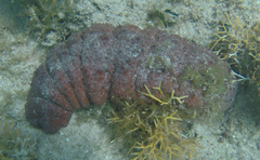 Holothuria mexicana
