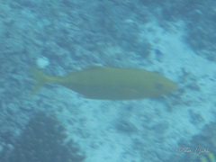 Flavocaranx bajad