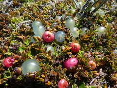 Gaultheria parvula