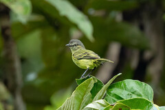 Zimmerius gracilipes