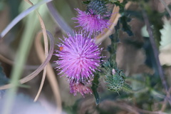 Carduus acanthoides