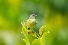 Zimmerius gracilipes