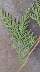 Thuja plicata