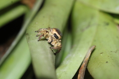 Paraphidippus
