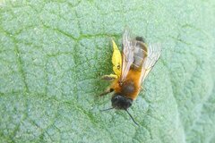 Andrena bicolor