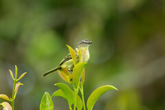 Zimmerius gracilipes