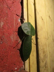 Choeradodis rhombicollis