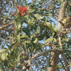 Psittacanthus mayanus