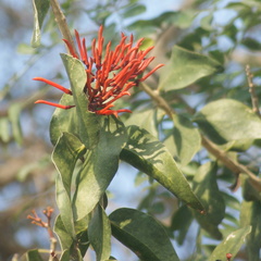 Psittacanthus mayanus