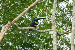 Pteroglossus pluricinctus