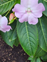 Impatiens sodenii