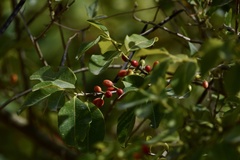 Erythroxylum argentinum