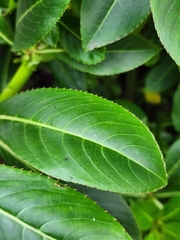 Impatiens sodenii