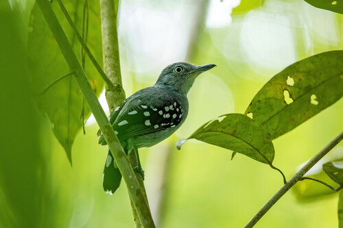 Pearly Antshrike