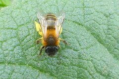 Andrena bicolor