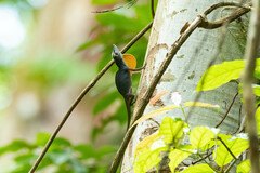 Anolis punctatus