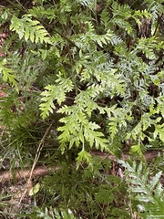 Pteris macilenta